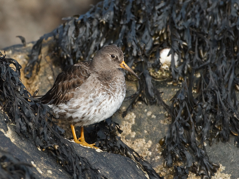 Calidris maritima Purple Sandpiper Paarse Strandloper